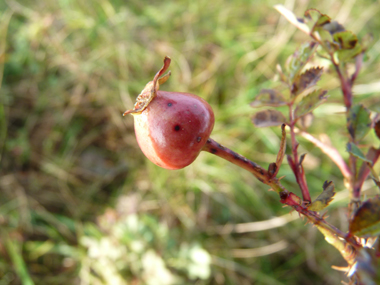 Fruits arrondis, rouges puis noirs à maturité. Agrandir dans une nouvelle fenêtre (ou onglet)